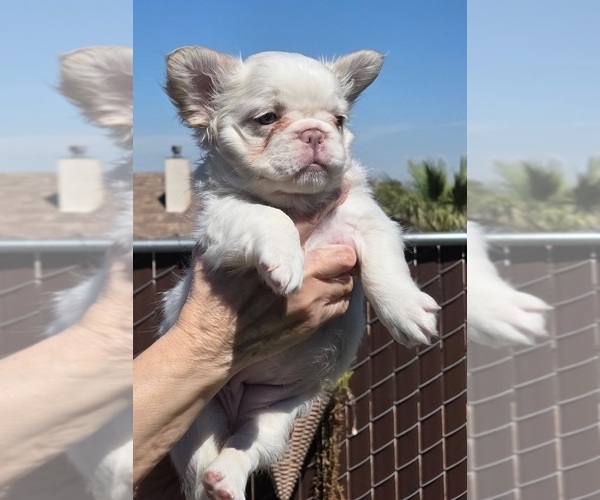 Medium Photo #2 French Bulldog Puppy For Sale in LOS ANGELES, CA, USA