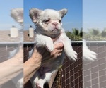 Small #1 French Bulldog