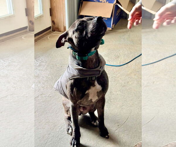 Medium Photo #4 American Pit Bull Terrier-Unknown Mix Puppy For Sale in Germantown, OH, USA