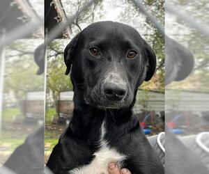Mutt Dogs for adoption in San Antonio, TX, USA