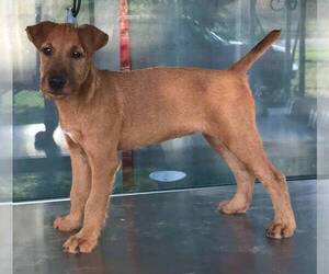 Irish Terrier Puppy for sale in PARK CITY, KS, USA