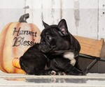 Small Photo #3 Faux Frenchbo Bulldog Puppy For Sale in FREDERICKSBG, OH, USA