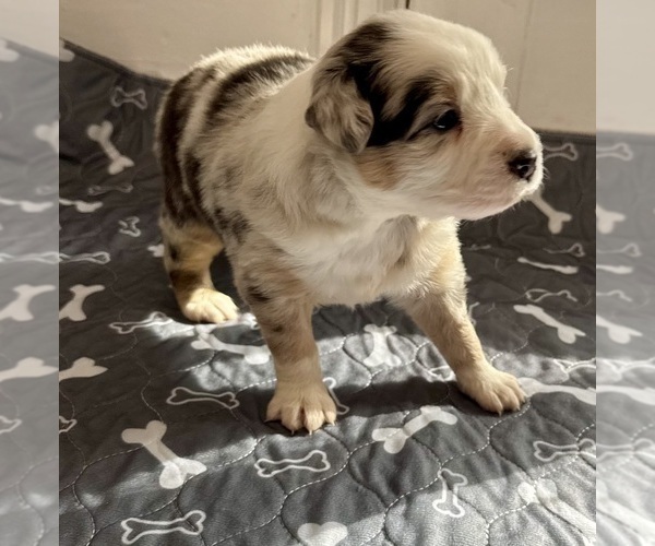 Medium Photo #5 Australian Shepherd Puppy For Sale in SALISBURY, NC, USA
