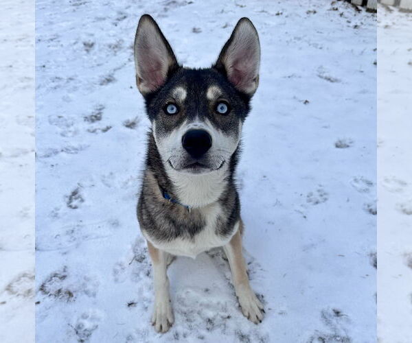 Medium Photo #4 Mutt Puppy For Sale in Brooklyn Center, MN, USA