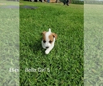 Small Photo #3 Jack Russell Terrier Puppy For Sale in PIONEER, LA, USA
