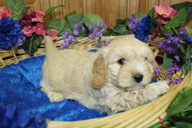 Medium Photo #1 Cavachon Puppy For Sale in TACOMA, WA, USA