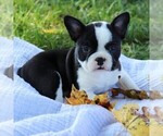 Small Photo #1 Faux Frenchbo Bulldog Puppy For Sale in EAST EARL, PA, USA