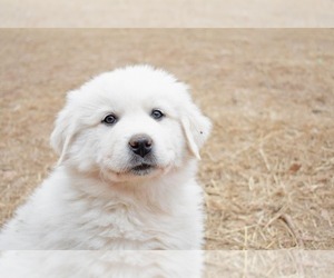 Great Pyrenees Puppy for sale in HOOKS, TX, USA