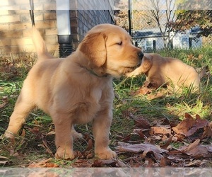 Golden Retriever Puppy for sale in ASHEVILLE, NC, USA
