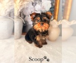 Small #1 Yorkshire Terrier