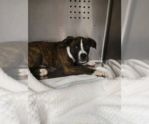 Rottweiler-Unknown Mix Dogs for adoption in Rancho Cucamonga, CA, USA