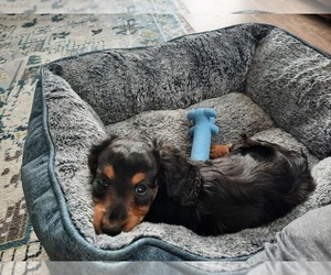 Dachshund Puppy for sale in GREER, SC, USA