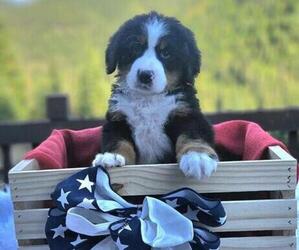 Medium Bernese Mountain Dog