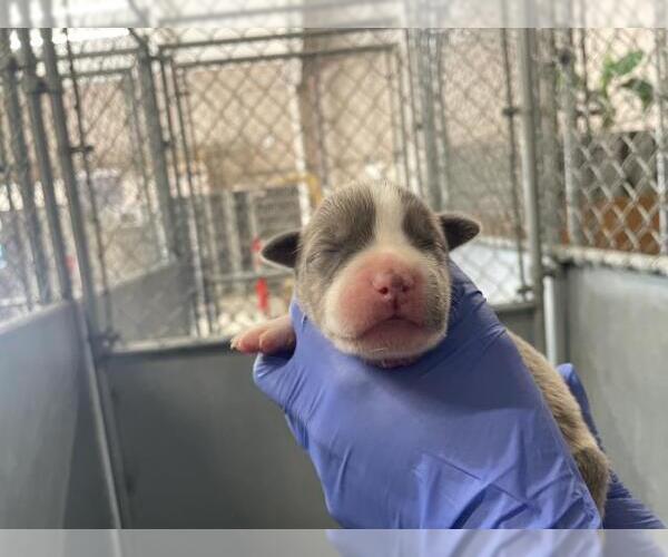Medium Photo #1 American Bulldog-Unknown Mix Puppy For Sale in HESPERIA, CA, USA