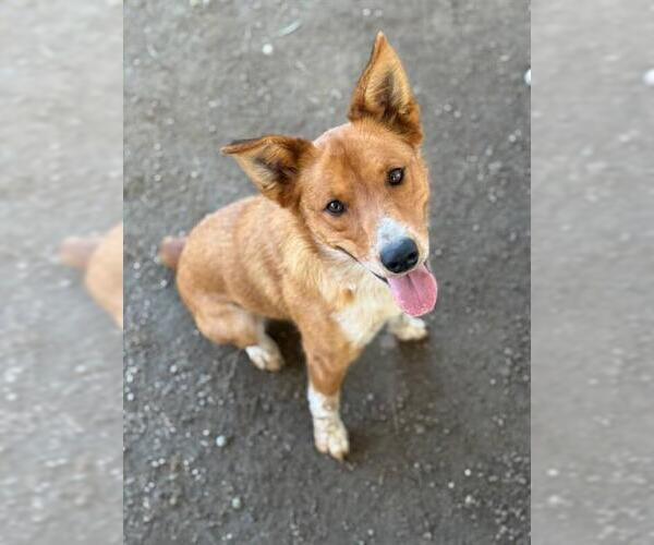 Medium Photo #1 Australian Cattle Dog Puppy For Sale in Riverside, CA, USA