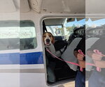 Small Photo #7 Treeing Walker Coonhound-Unknown Mix Puppy For Sale in Crystal, MN, USA