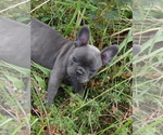 Puppy 1 French Bulldog