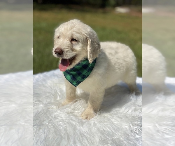 Medium Photo #9 Goldendoodle Puppy For Sale in FROSTPROOF, FL, USA