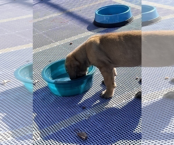 Medium Photo #5 American Mastiff Puppy For Sale in ALEXANDRIA, VA, USA