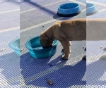 Small Photo #5 American Mastiff Puppy For Sale in ALEXANDRIA, VA, USA