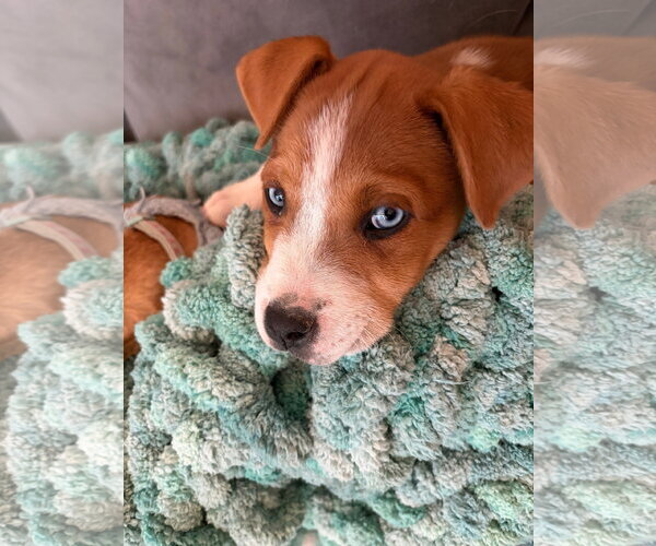 Medium Photo #2 Borador Puppy For Sale in Sandy, UT, USA