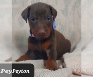 Doberman Pinscher Puppy for sale in POMEROY, OH, USA