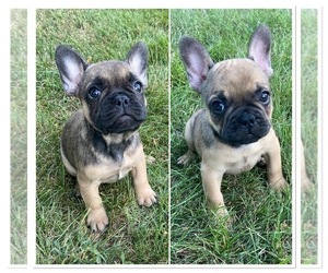 French Bulldog Puppy for sale in CLARENCE CENTER, NY, USA