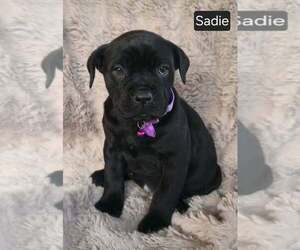 Cane Corso Puppy for sale in MINERAL WELLS, WV, USA
