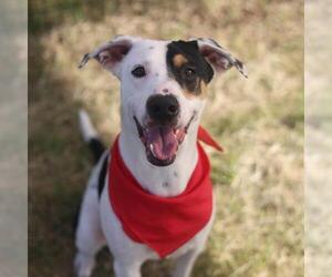 American Staffordshire Terrier Dogs for adoption in San Antonio, TX, USA