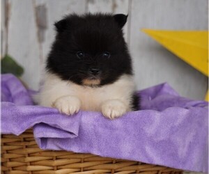 Pomeranian Puppy for sale in FREDERICKSBG, OH, USA