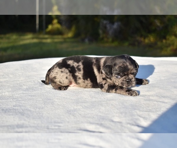 Medium Photo #6 Pug Puppy For Sale in PALM COAST, FL, USA