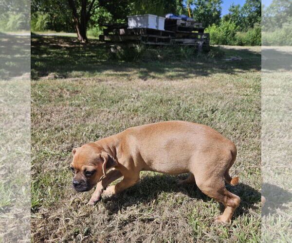 Medium Photo #6 Chug Puppy For Sale in Wakefield, RI, USA