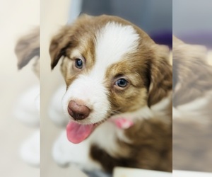 Medium Australian Shepherd