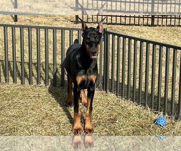 Medium Photo #7 Doberman Pinscher Puppy For Sale in WARSAW, IN, USA