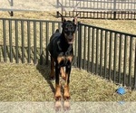 Small #6 Doberman Pinscher