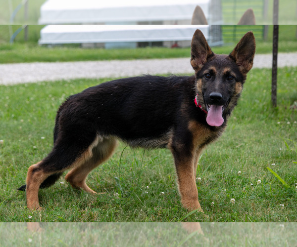 Medium Photo #12 German Shepherd Dog Puppy For Sale in SALEM, IN, USA