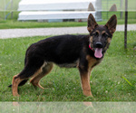 Small #1 German Shepherd Dog