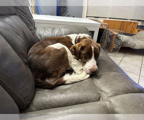 Medium Photo #3 Brittany-Unknown Mix Puppy For Sale in Curwensville, PA, USA