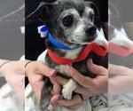 Small Chihuahua