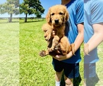 Small #1 Golden Retriever