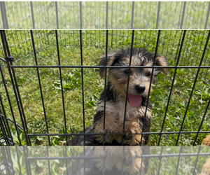 Yo-Chon Puppy for sale in MOUNT PLEASANT, MI, USA