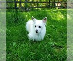 Small #12 Chihuahua Mix