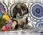 Small Photo #1 Goldendoodle (Miniature) Puppy For Sale in LANCASTER, PA, USA
