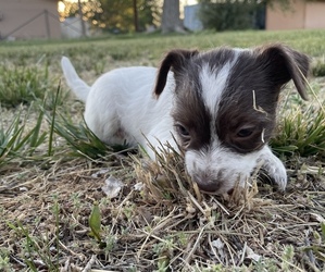 Chiweenie Puppy for sale in HOLBROOK, AZ, USA