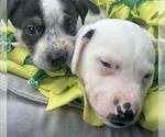 Small #4 American Bulldog-German Shepherd Dog Mix
