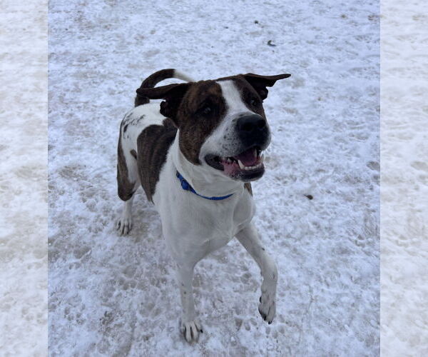 Medium Photo #4 Mutt Puppy For Sale in Webster, WI, USA