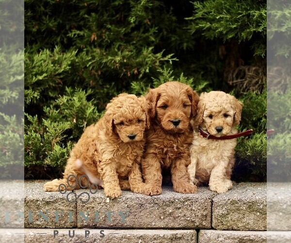 Medium Photo #2 Goldendoodle (Miniature) Puppy For Sale in KINZERS, PA, USA