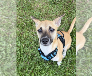 TEDDY - Female Mutt Dog for Adoption - Photo #2