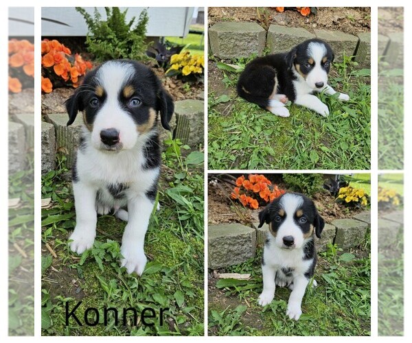 Medium Photo #3 Border Collie Puppy For Sale in STANLEY, WI, USA