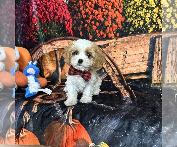 Medium Photo #7 Cavapoo Puppy For Sale in GREENVILLE, MO, USA